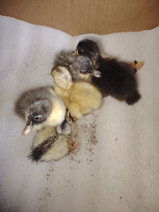 Продам Мускусных утят