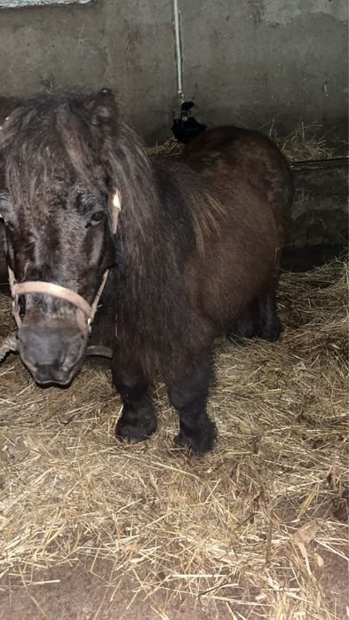 De vanzare poneita gestanta