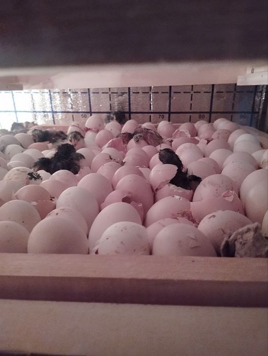 Инкубатор сотилади 1000 талик