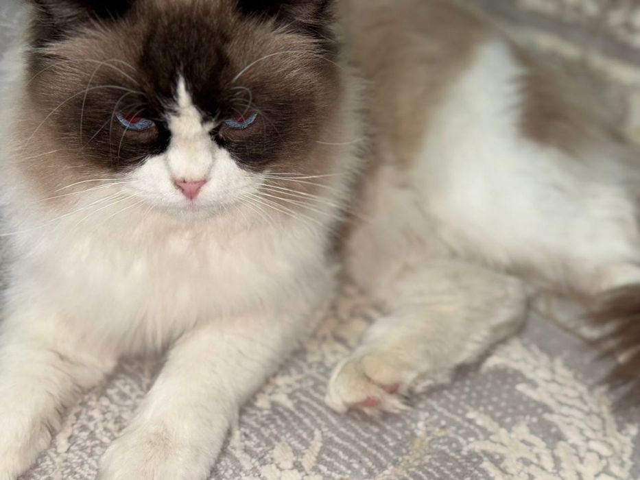 Элитная пара Regdoll с голубыми глазами