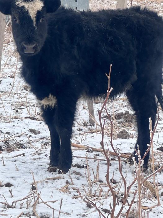 Екі ұрғашы баспақ