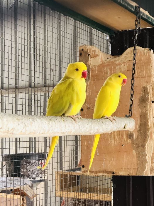 Papagali pui vorbitori de la crescatorie Micul Alexandru Alexander