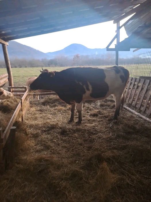 Vând vacă tânără