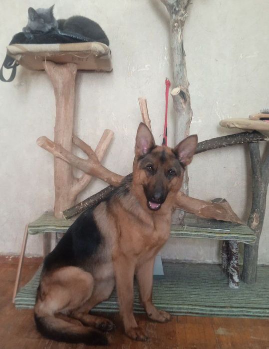 Груминг, стрижка кошек и собак