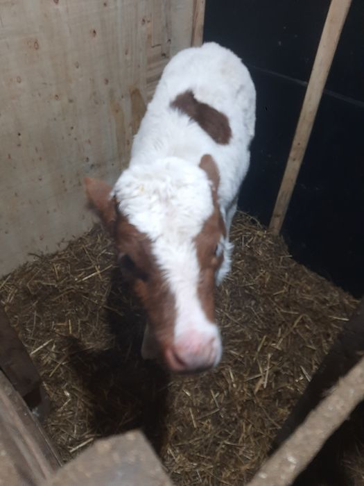 Продам тёлка  продам