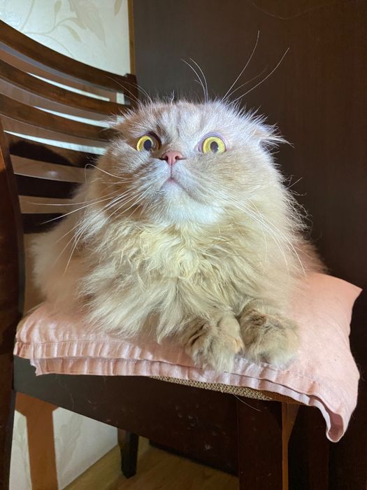 Отдам кота в хорошие руки