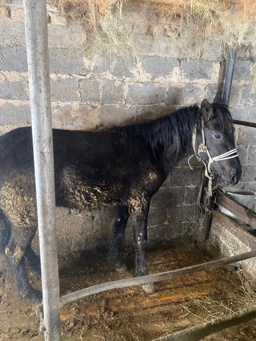 Продам жеребчика на откорме