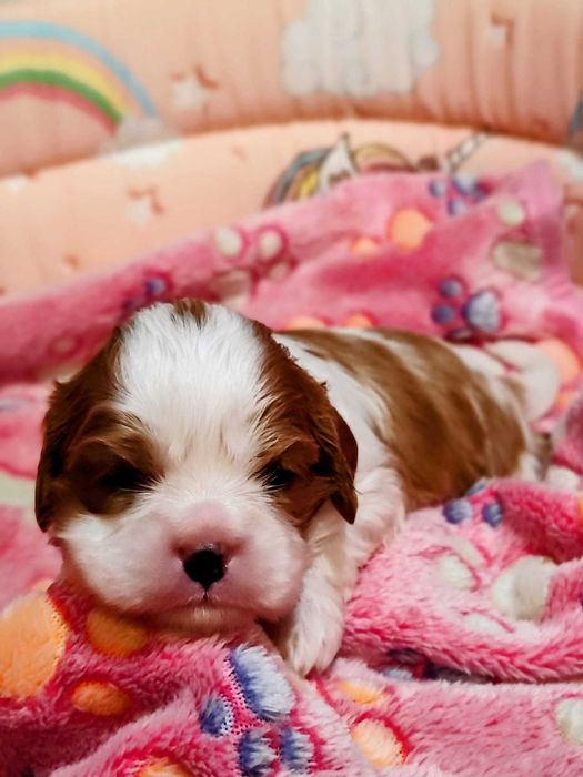 Vindem Fetita Cavalier KCS din Parinti campioni testati genetic