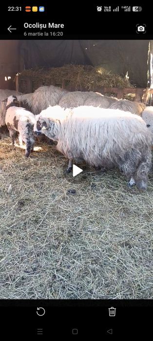 Miei pentru masa de paste