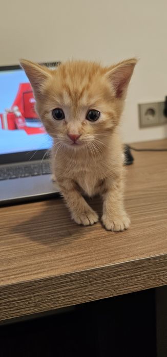 Котята ищут дом и друзей