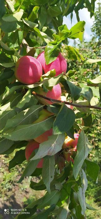 Продам дачу Восход в хорошем месте