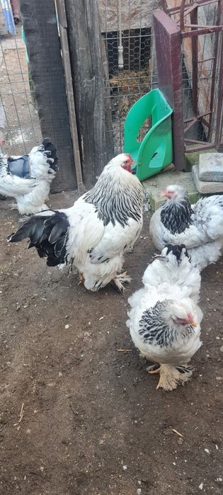 Pui oua brahma hd uriaș, cochinchina bobat, negru, galben,  calitate