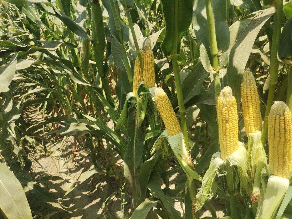 Cheklanmagan Miqdorda Silyos yetkazib beramiz