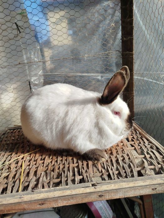 Зайци калифорнийци