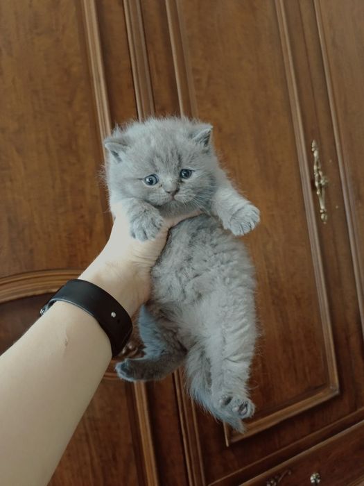 Sotiladi! Qiz bola. Skotish strayt