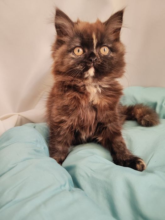 Продаются котята