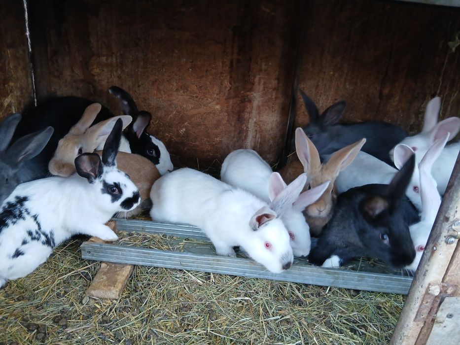 Vand Iepuri Hycole Francez