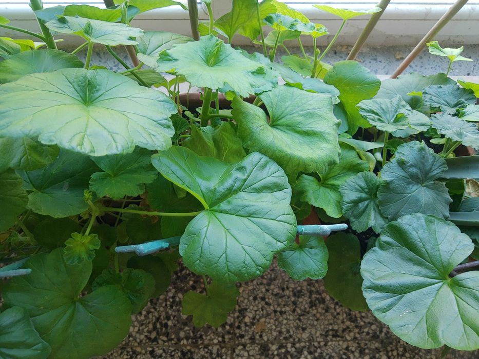 Мушкато,големи ,отгледани в саксия,Последни бройки,намалени 50лв,