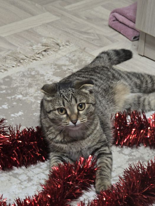 Отдам кошку девочку в добрые руки