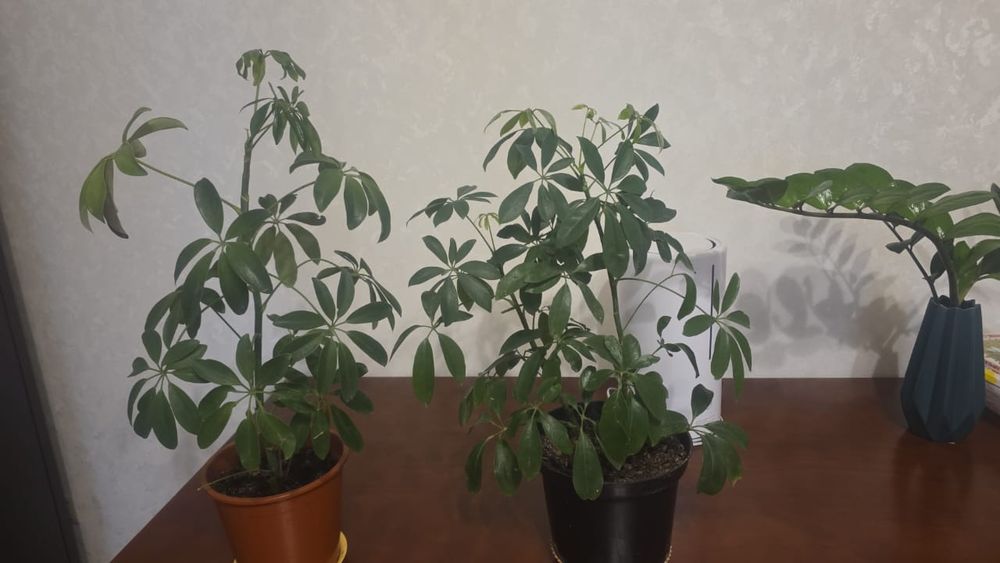 Фикусы и шефлера по 8 тысяч