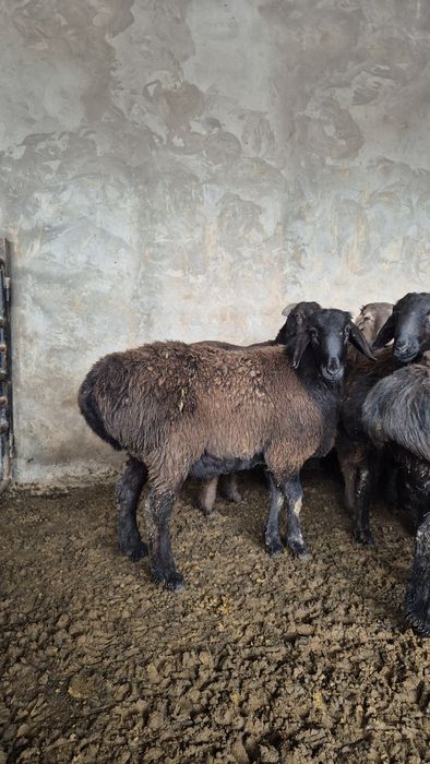 Қошқарлар. Парода