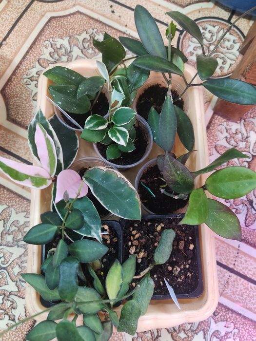 Хойя,генура Комнатные цветы