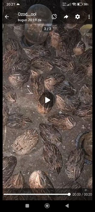 Bedana hurozlari sotiladi