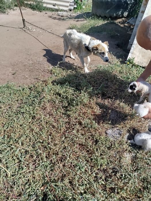 Щенки мальчики .Продам..