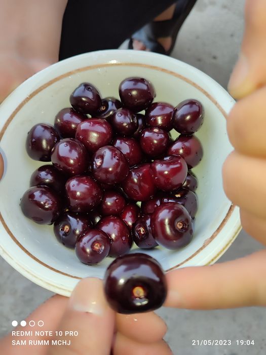 Svet aryana Samet Magigon Lapens jaentret eng yangi GILOS sortlari bor