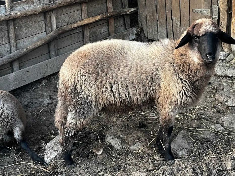 Vand berbec si mielute carabase de prasila