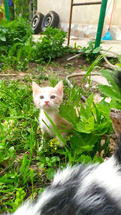 Котёнок, мальчик,1.5месяца, в Чирчике.