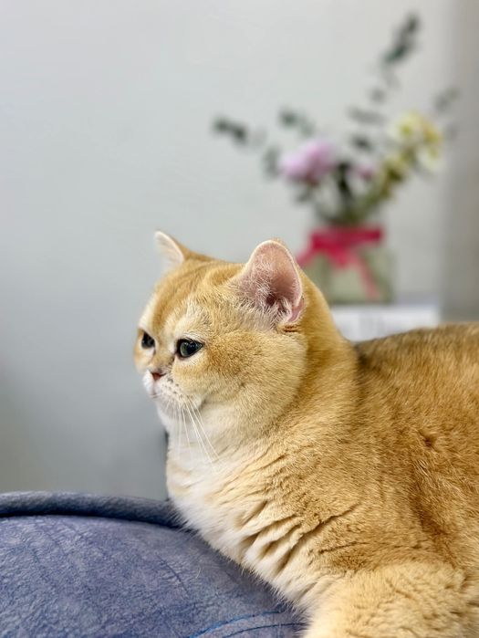 Вязка  с Британцем  NY 12