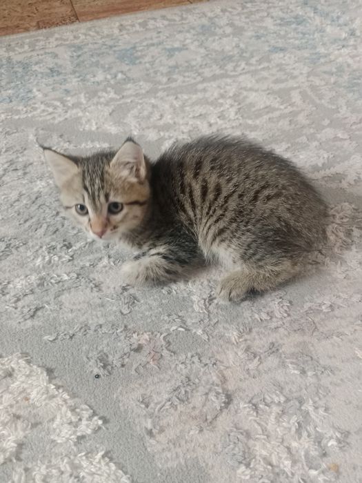 Котенок девочка 2 месяца