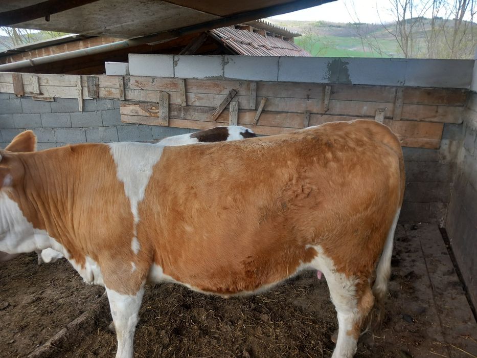 Vand 2 junici gestante