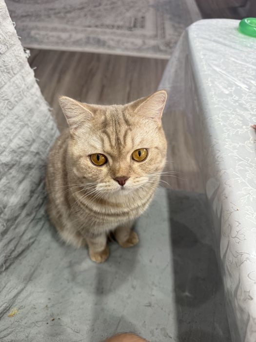 Котята британцы мальчики