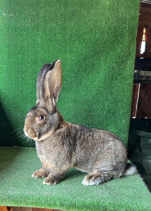 Mascul uriaș german