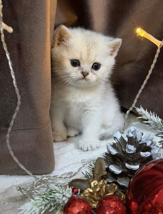 Британская белая шиншилла