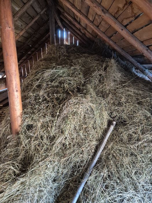 Vând lucernă și fân de gradina