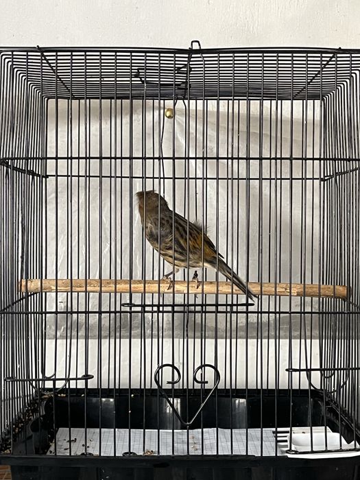 Канарейки самцы самки