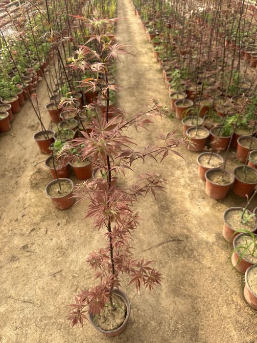 yaponskiy klyon qizil