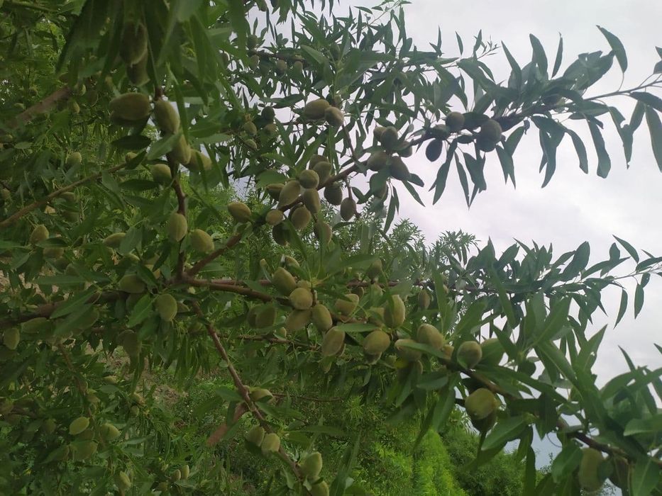 Yong'oq shaftoli bodom o'rik olma ko'chatlari  sotiladi