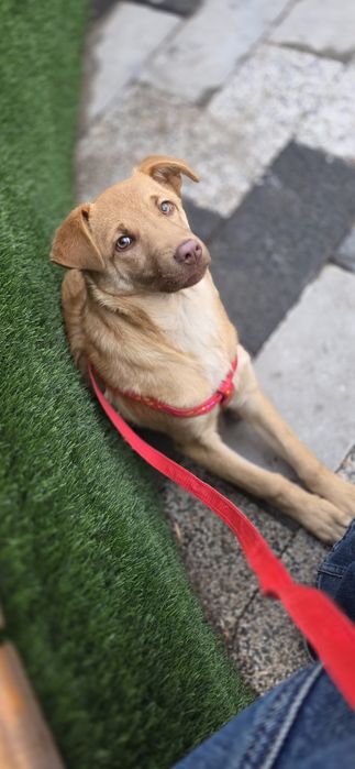 Пристраивается в добрые ручки