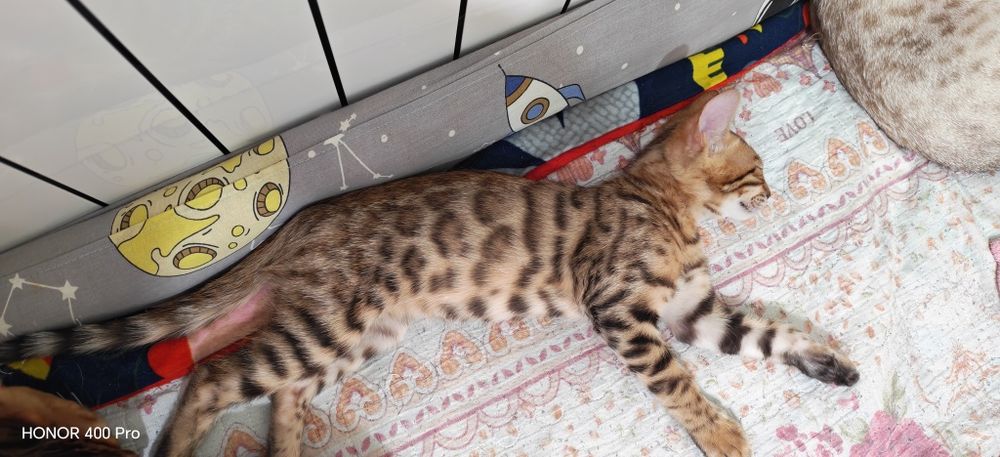 Бенгальские котята