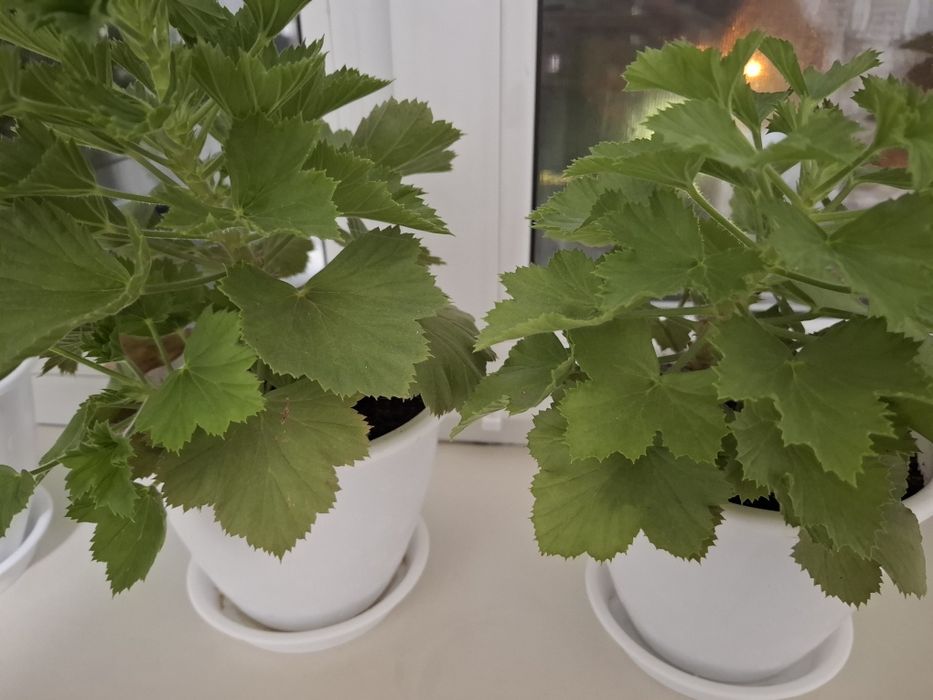 Продам комнатные цветы .