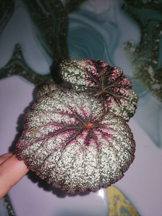 Цветы комнатные продам излишки