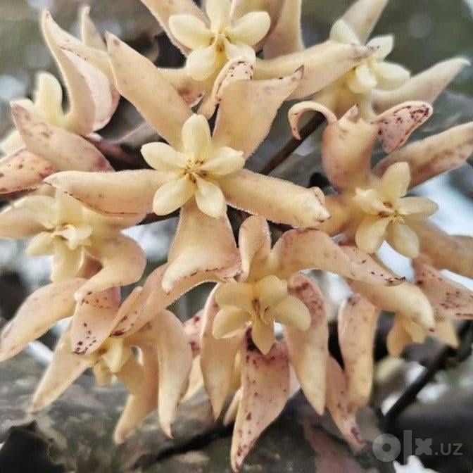 Хойя Undulata Indonesia big leaves укарененный росток