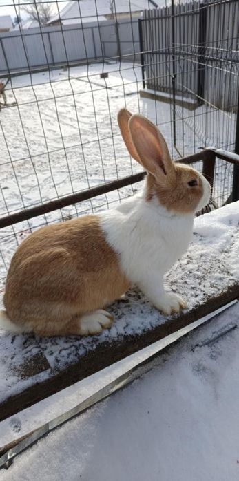 Schimb masculi hycole cu femele