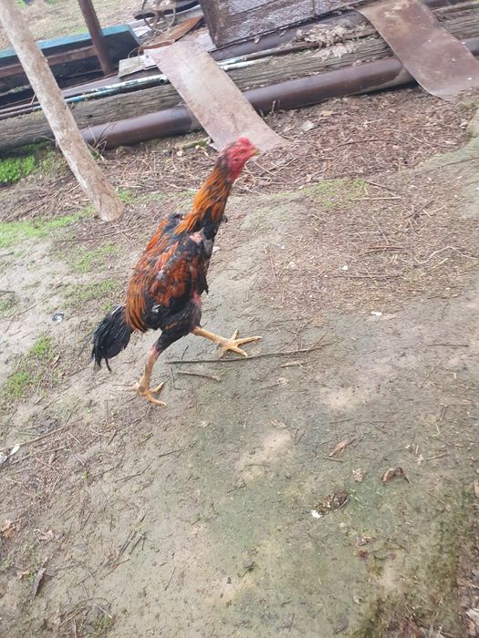 Дакан сатылады каны таза