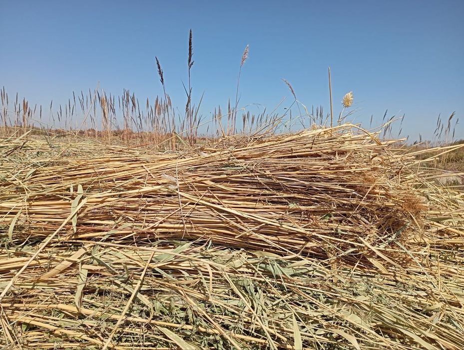 Камиш. Най сотилади.