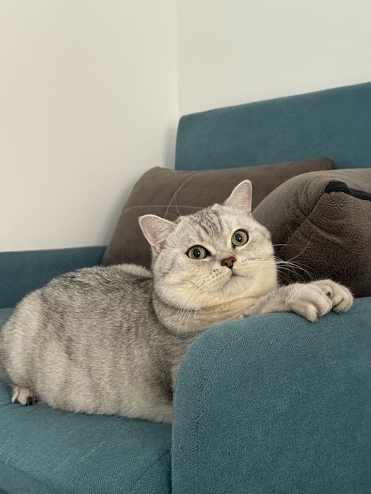 Скотиш страйт породистый шиншила